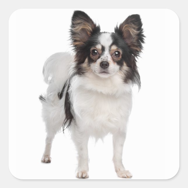 Papillon Puppy Dog - Love Puppies Square Sticker (Front)