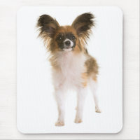 Papillon Puppy Mom Dog Lover Puppies Fur Mama