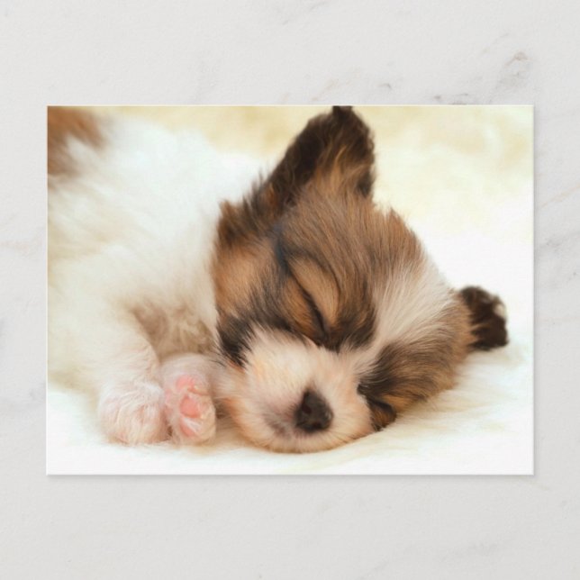 Papillon puppy postcard (Front)