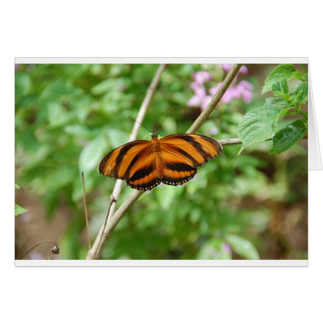 Papillon Rayure de Tigre (Devant horizontal)