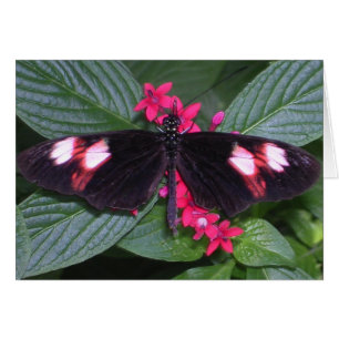 papillon rose et noir