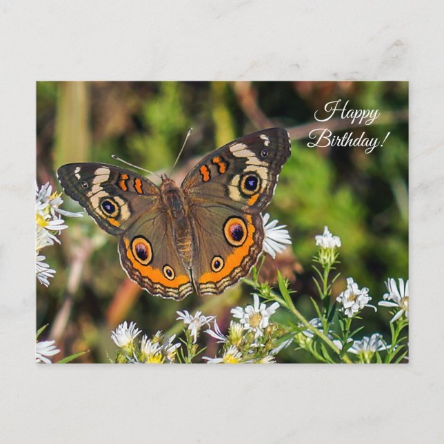 Papillon rouge commun Bonne carte postale d'annive (Devant)
