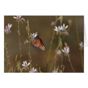 Papillon royal et milkweed