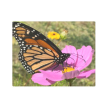 Papillon Selden 2925