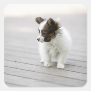 Papillon Square Sticker