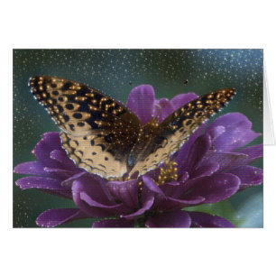 Papillon Starlight
