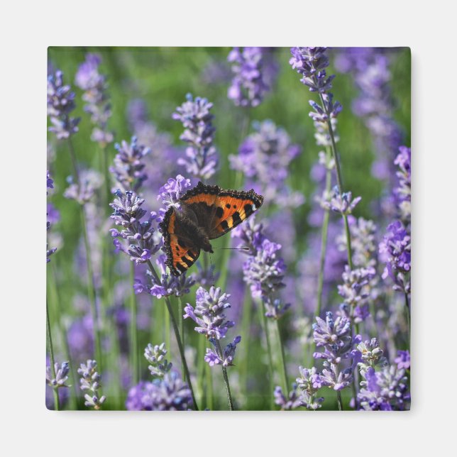 Papillon sur aimant de réfrigérateur de lavande (Devant)