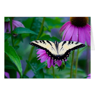 Papillon sur coneflower