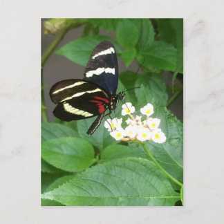 Papillon sur la carte postale de fleurs