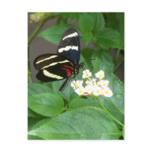 Papillon sur la carte postale de fleurs