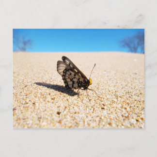 Papillon sur la carte postale de la plage