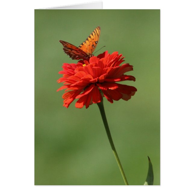 Papillon sur la fleur (Devant)