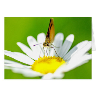 Papillon sur la marguerite