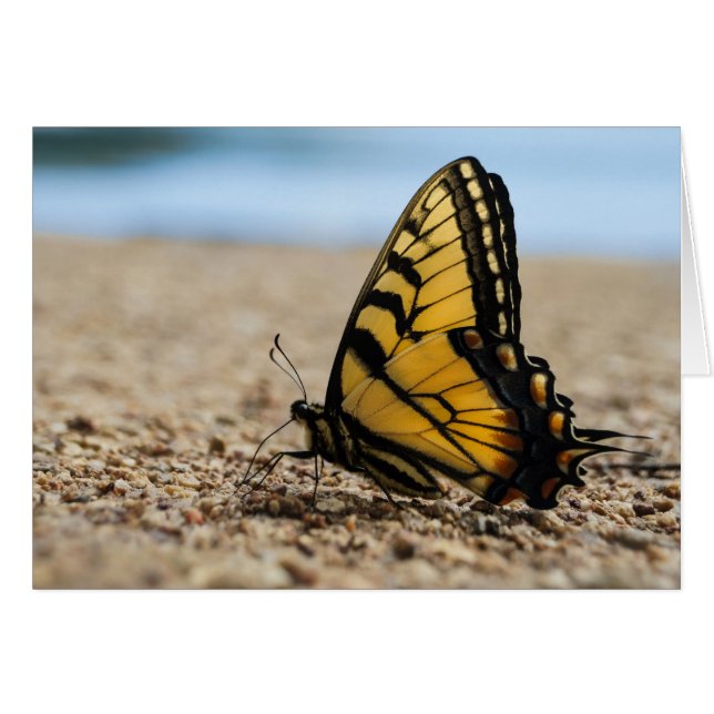 Papillon sur la plage (Devant Horizontal)