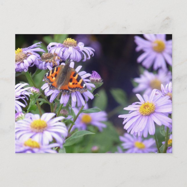 Papillon sur les fleurs carte postale (Devant)