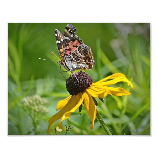 Papillon sur l'impression photo en fleurs (Devant)