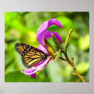 Papillon sur une affiche de fleurs