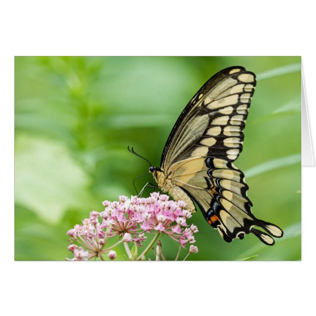 Papillon Sur Une Fleur (Devant horizontal)