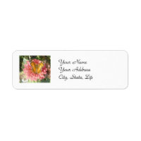Papillon sur une Zinnia rose