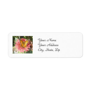 Papillon sur une Zinnia rose