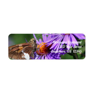 Papillon sur Wild Purple Aster Flower Adresse