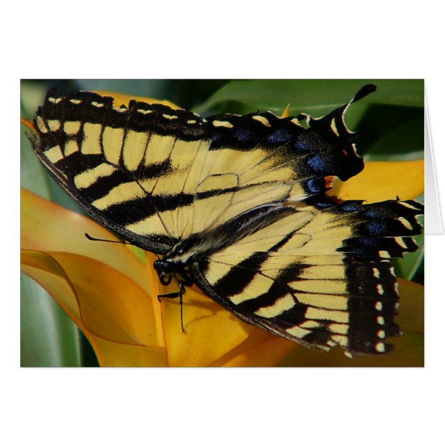 Papillon Swallowtail (Devant horizontal)