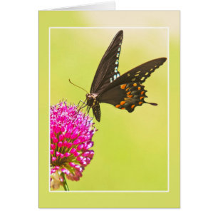 Papillon Swallowtail