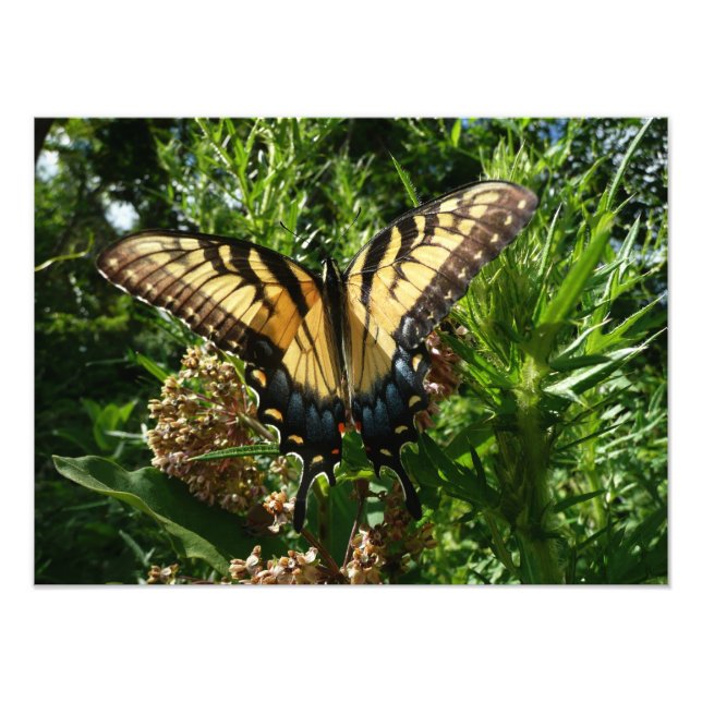 Papillon Swallowtail III Belle photo colorée (Devant)