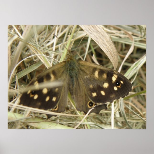Papillon Tacheté Bois Impression (Devant)