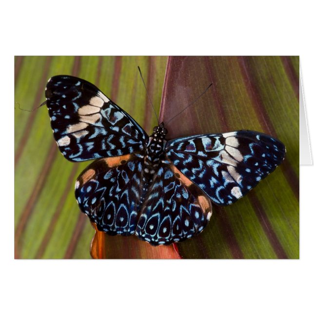 Papillon tropical (Devant horizontal)