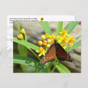 Papillon Tropical Queen, FL - carte postale
