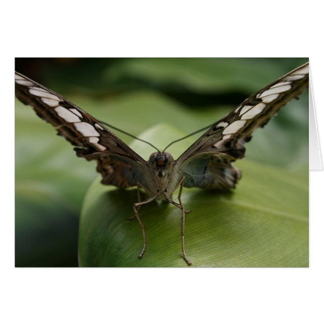 Papillon vert - Blanc à l'intérieur (Devant horizontal)