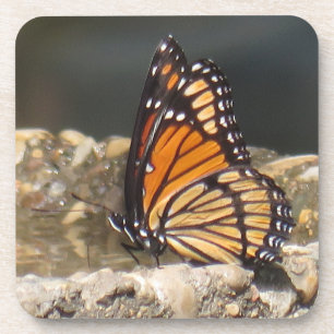 Papillon Viceroy - 6 Dessous de verre de pack