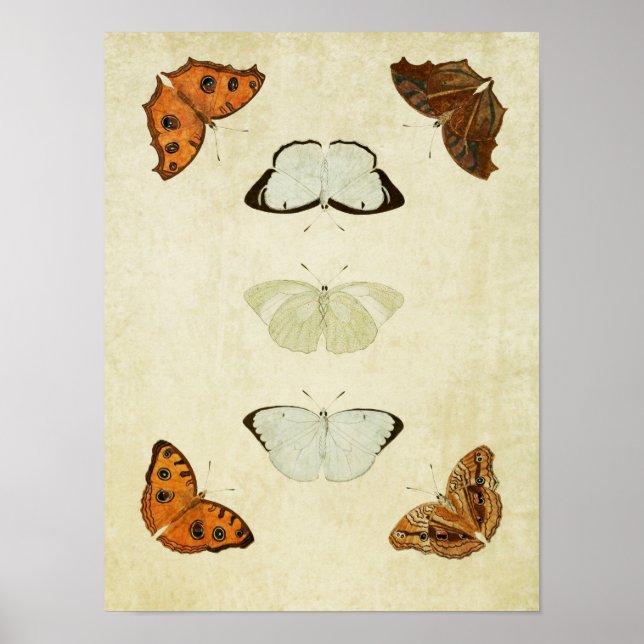 Papillon vintage Impression 058 (Devant)