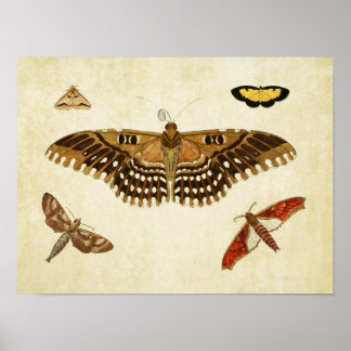 Papillon vintage Impression 088