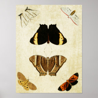 Papillon vintage Impression 133