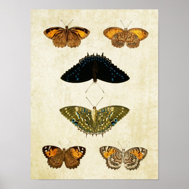 Papillon vintage Impression 161 (Devant)