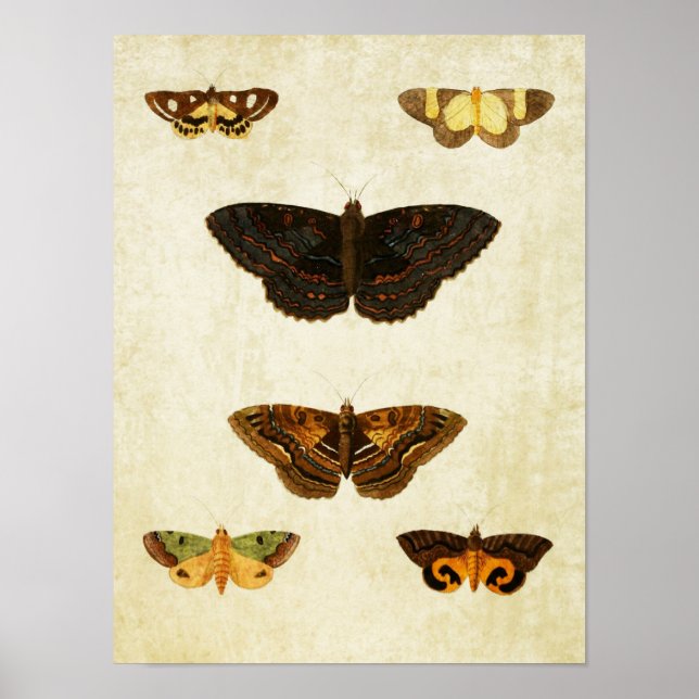 Papillon vintage Impression 172 (Devant)