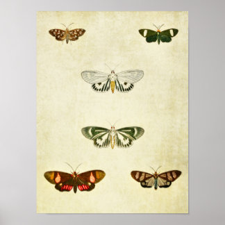 Papillon vintage Impression 263