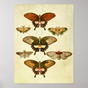 Papillon vintage Impression 265