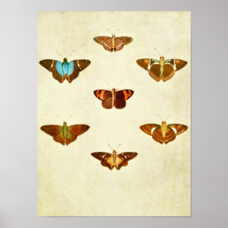 Papillon vintage Impression 284