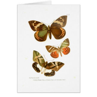 Papillons