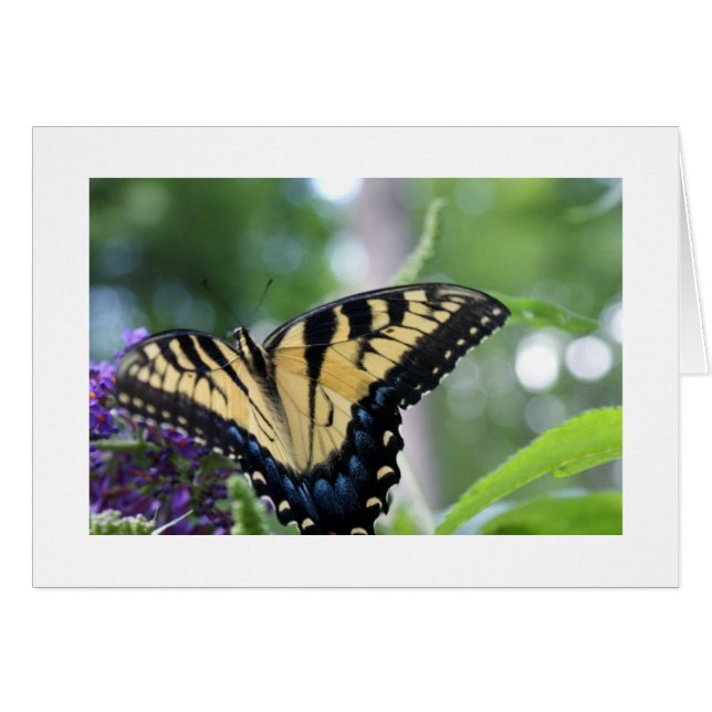 Papillons (Devant horizontal)
