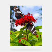 Papillons à ailes longues zébrées sur fleurs rouge