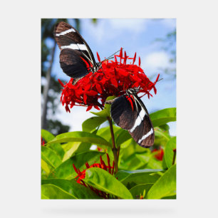 Papillons à ailes longues zébrées sur fleurs rouge