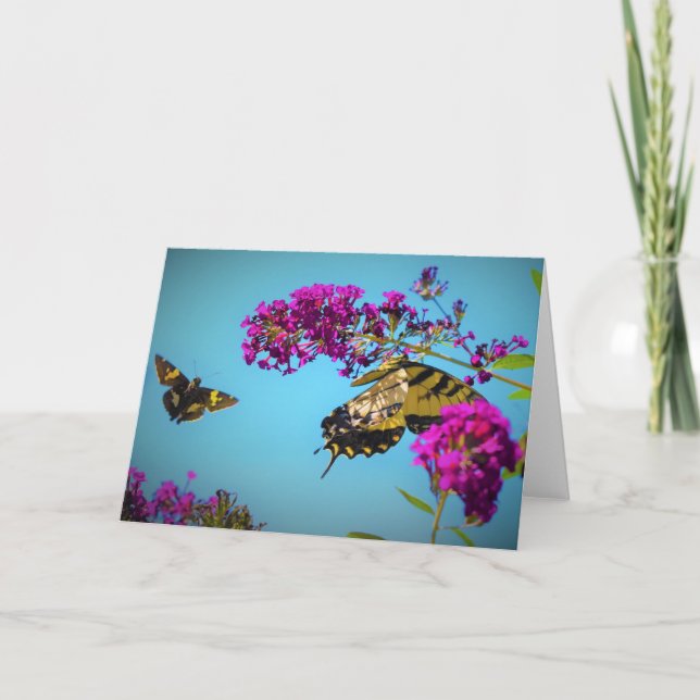 Papillons, carte (Devant)