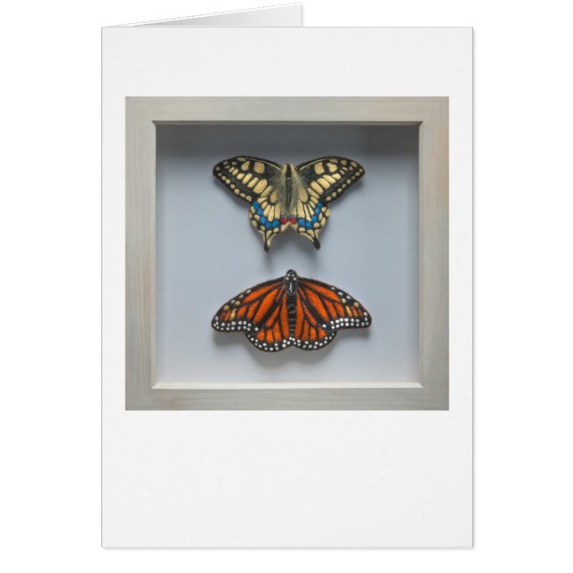 Papillons carte vierge d'entomologie "dans cadre" (Devant)