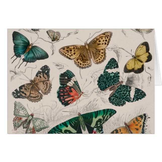 Papillons Collection Antique Papillons (Devant horizontal)
