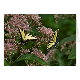 Papillons de machaon de tigre sur l'mauvaise herbe