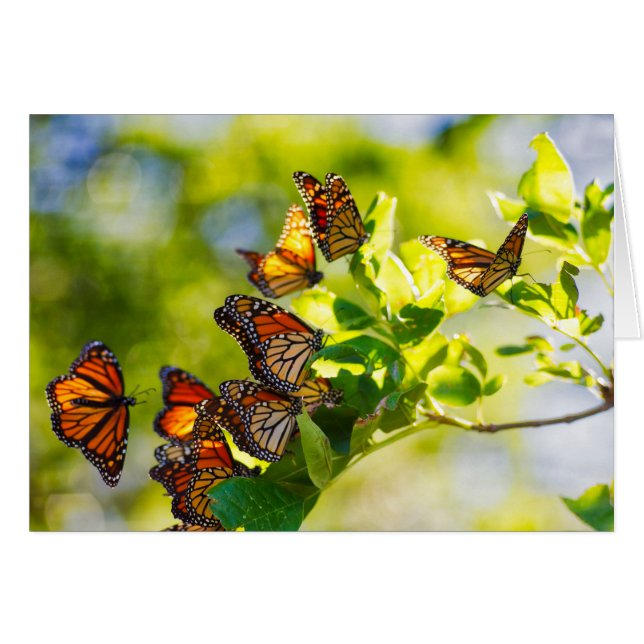 Papillons de monarque (Devant Horizontal)